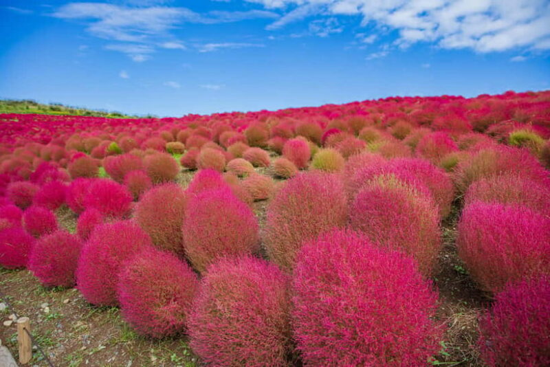 Tokyo: Autumn Hitachi Seaside Park, Fukuroda Falls & Ryujin - Who Should Book This Tour?