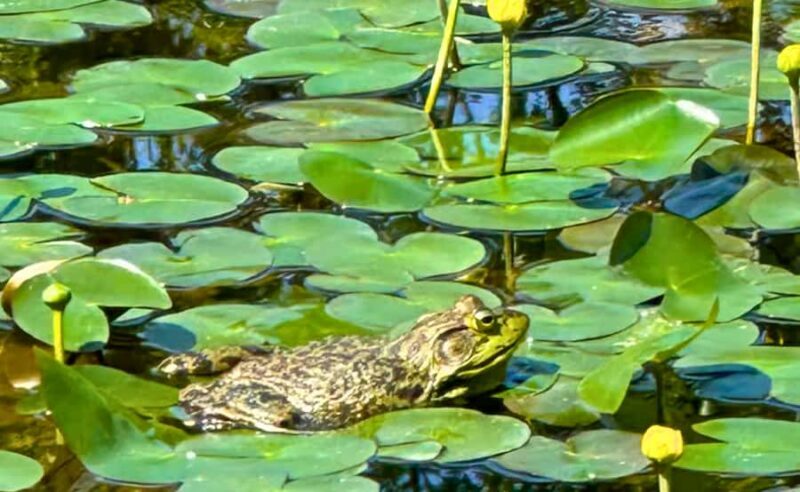 Tokyo Castle: Imperial Palace, Shogun & Garden Walking Tour - FAQs
