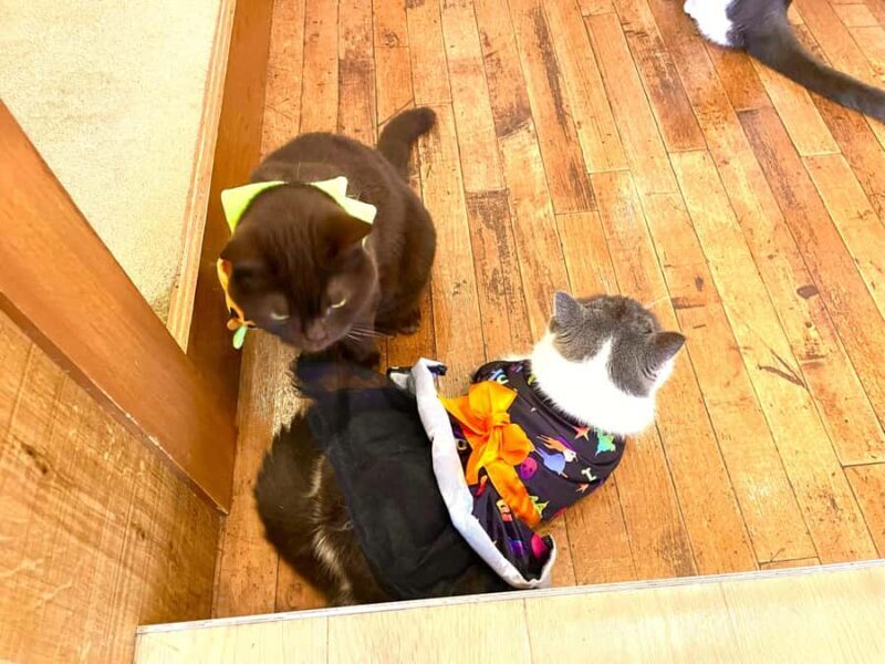 Tokyo: Cat-themed Bookstore & Shinjuku Cat cafe Night Tour - Key Points