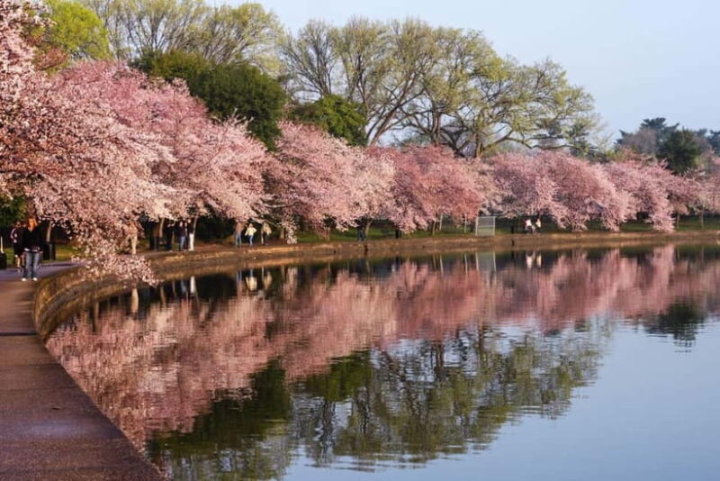 Tokyo Cherry Blossom Express Tour with Boat Ride - Final Thoughts
