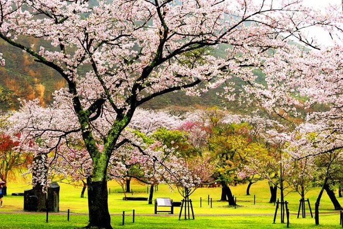tokyo-cherry-blossom-hot-spring-and-strawberry-picking-tour