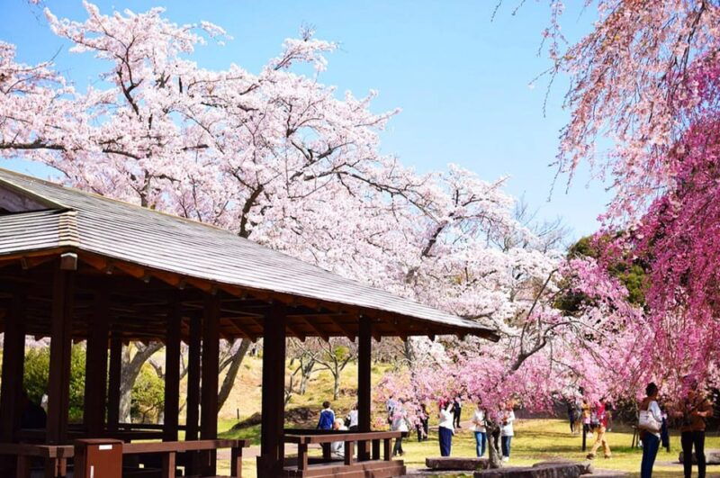 tokyo-cherry-blossom-hot-spring-strawberry-picking-tour