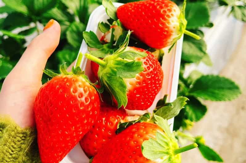 tokyo-cherry-blossom-hot-spring-strawberry-picking-tour