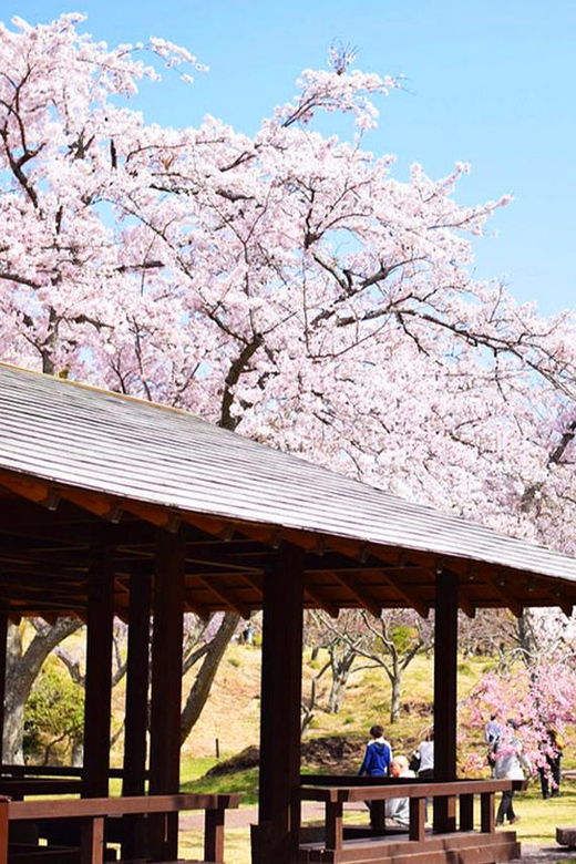 tokyo-cherry-blossom-hot-spring-strawberry-picking-tour