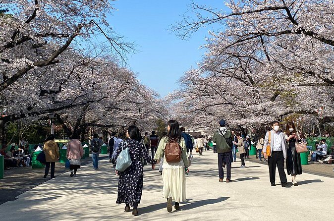 Tokyo Cherry Blossom Walking Tour - Why the Tour Offers Value for Money