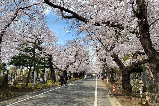 Tokyo Cherry Blossom Walking Tour - Practicalities and Tips