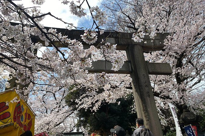 Tokyo Cherry Blossom Walking Tour - FAQ