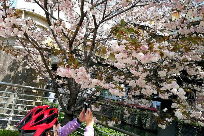 tokyo-cherry-blossoms-blooming-spots-e-bike-tour-3hrs