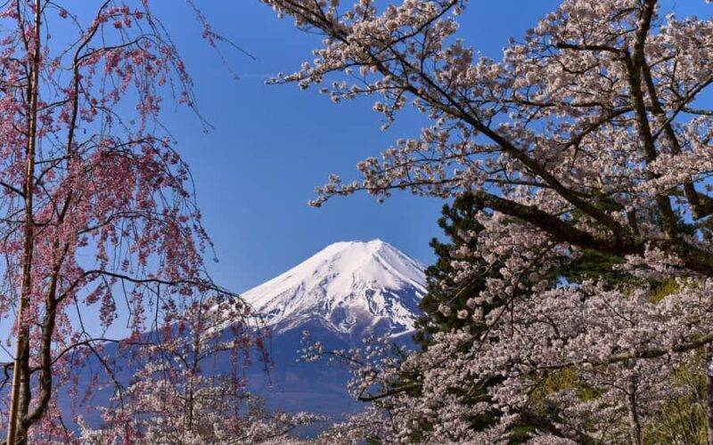 Tokyo day trip -Mount Fuji Private Tour from Tokyo - Authentic Experiences & Practical Insights