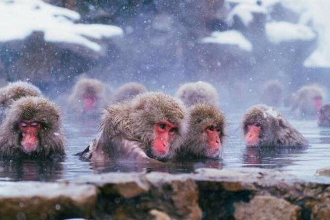 tokyo-day-trip-to-snow-monkeys-and-zenkoji