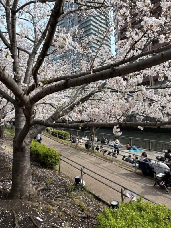 Tokyo: Enjoy "Hanami" Cherry Blossom Experience - Why This Tour Stands Out