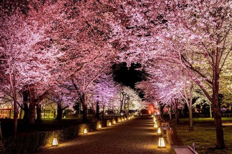 Tokyo: Enjoy "Hanami" Cherry Blossom Experience - Frequently Asked Questions