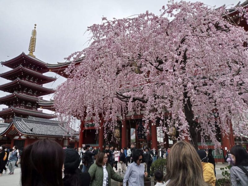 Tokyo: Full-day Immersive Private Tour by Premium Car - Key Points