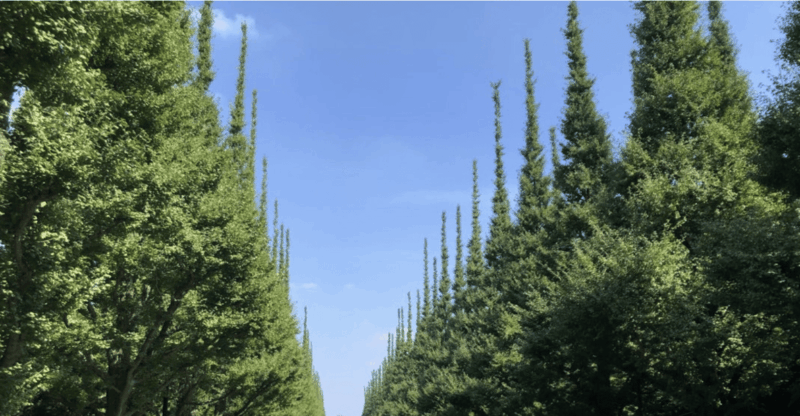 tokyo-gaienmae-ginkgo-avenue-walk-and-vegan-dinner-tour
