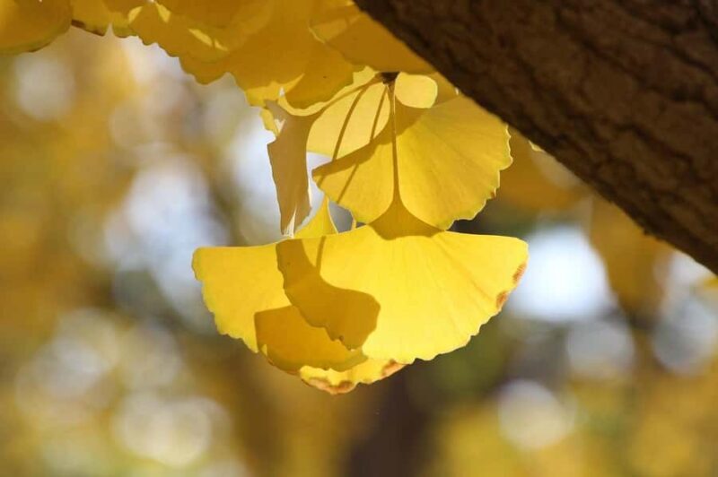 Tokyo: Golden Ginkgo Avenue Autumn Leaves Walk - Final Thoughts