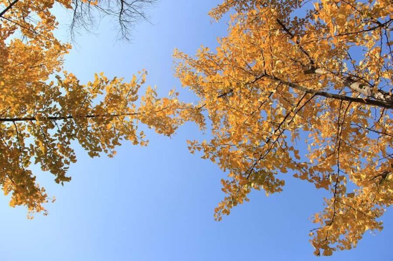 Tokyo: Golden Ginkgo Avenue Autumn Leaves Walk - FAQs