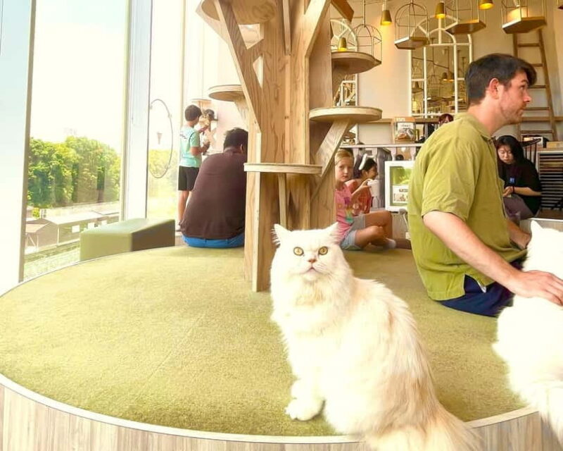 Tokyo: Gotokuji Lucky Cat Temple & Harajuku Shibuya Cat Café - Key Points