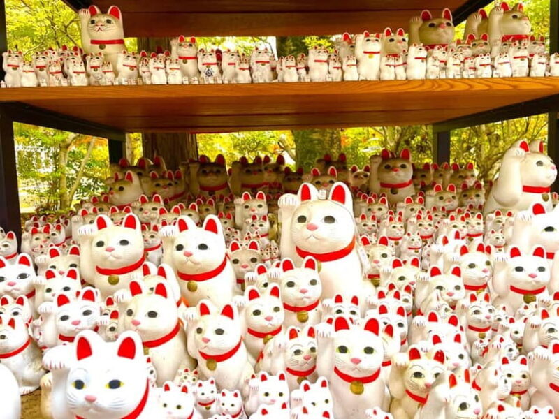Tokyo: Gotokuji Lucky Cat Temple & Harajuku Shibuya Cat Café - FAQ