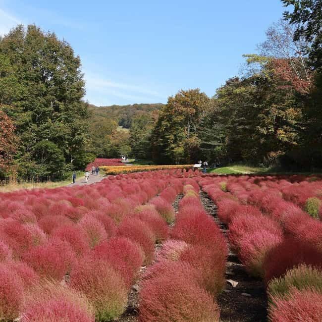 Tokyo: Gunma Scenic Day Trip with Fruit Picking, Crab Lunch - An In-Depth Look at the Itinerary and What You Can Expect