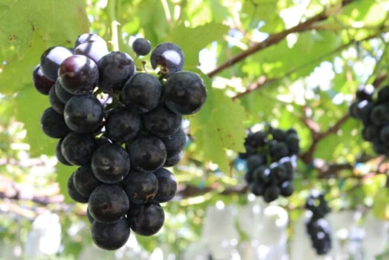 Tokyo: Gunma Scenic Day Trip with Fruit Picking, Crab Lunch - FAQ