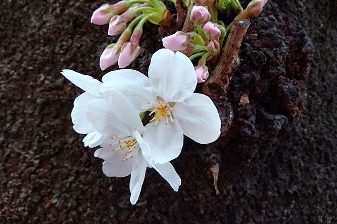 tokyo-half-day-private-tour-customization-hotel-gathering-ok