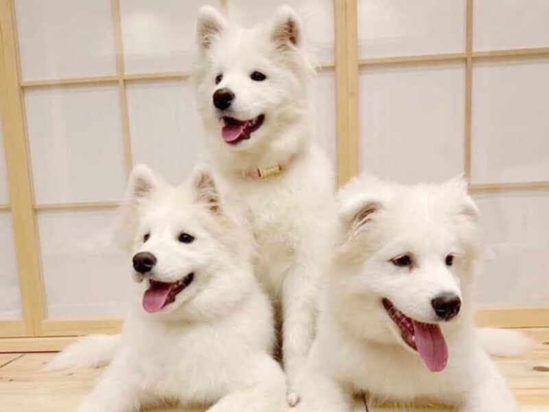 Tokyo Harajuku30-Minute Samoyed Interaction Experience - Key Points