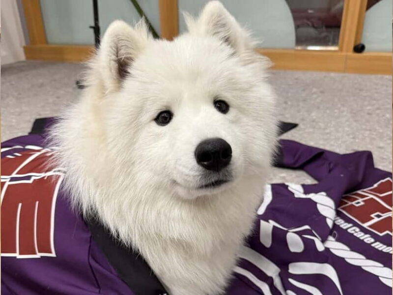 Tokyo Harajuku30-Minute Samoyed Interaction Experience - What to Expect from the Samoyed Café Experience