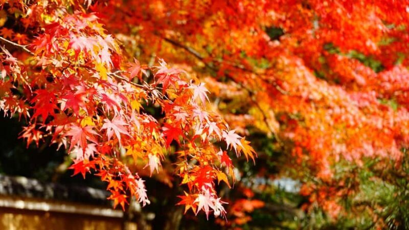 Tokyo: Heirinji Temple Monks Path & Forest Meditation Walk - Who Is This Tour Best For?