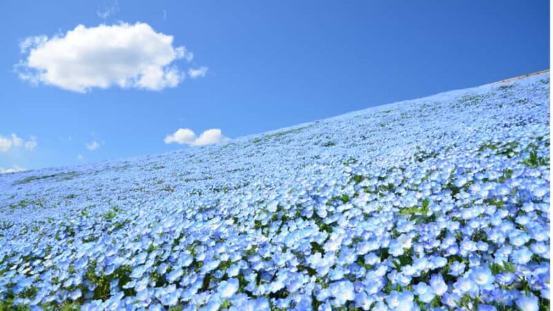 Tokyo: Hitachi Seaside Park & Aquaworld Oarai Aquarium Tour - A Practical Overview of the Tour