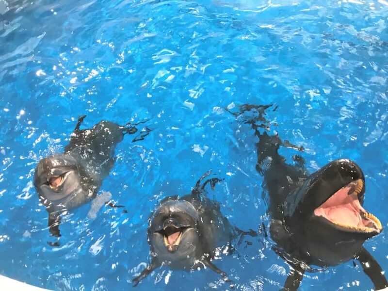 Tokyo: Hitachi Seaside Park & Aquaworld Oarai Aquarium Tour - Who Is This Tour Best For?