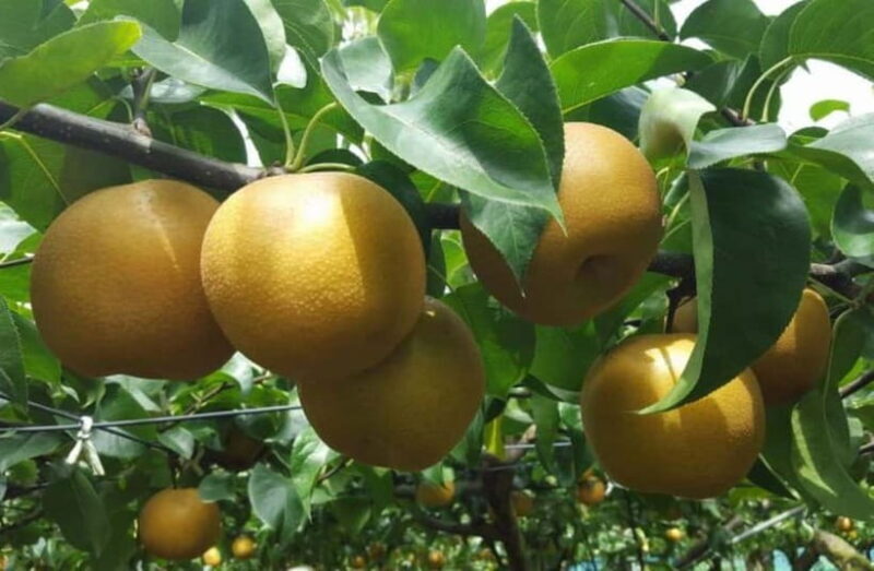 Tokyo: Ibaraki Day Trip with Hitachi Park & Fruit Picking - Who Would Love This Tour?