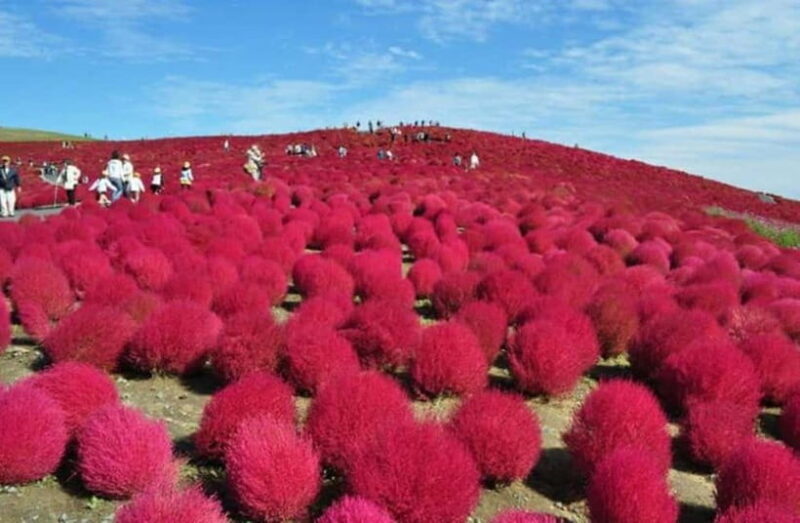 Tokyo: Ibaraki Day Trip with Hitachi Park & Fruit Picking - FAQ