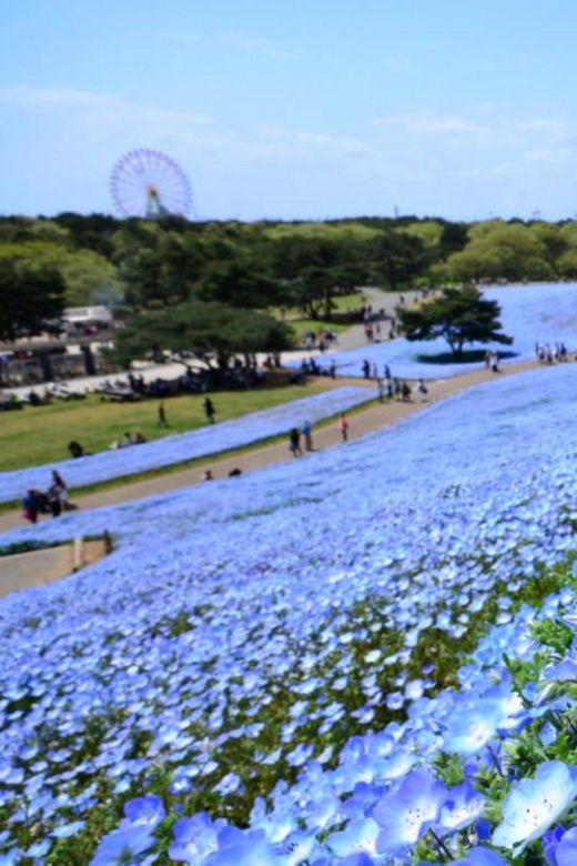 tokyo-ibaraki-shrine-seafood-market-flower-sea-day-tour