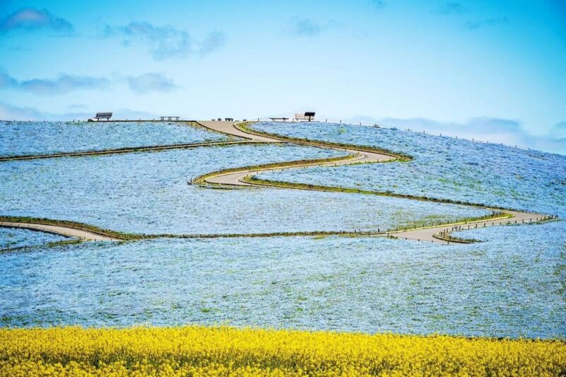 tokyo-ibaraki-shrine-seafood-market-flower-sea-day-tour