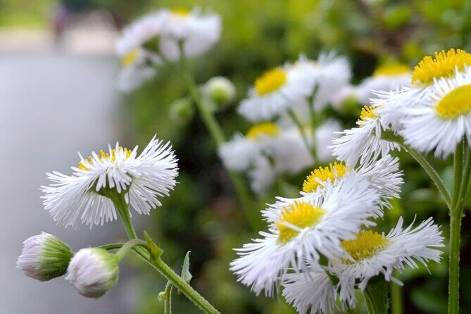 Tokyo: Imperial Palace and Shogun Historical Walking Tour - Practical Details and Value