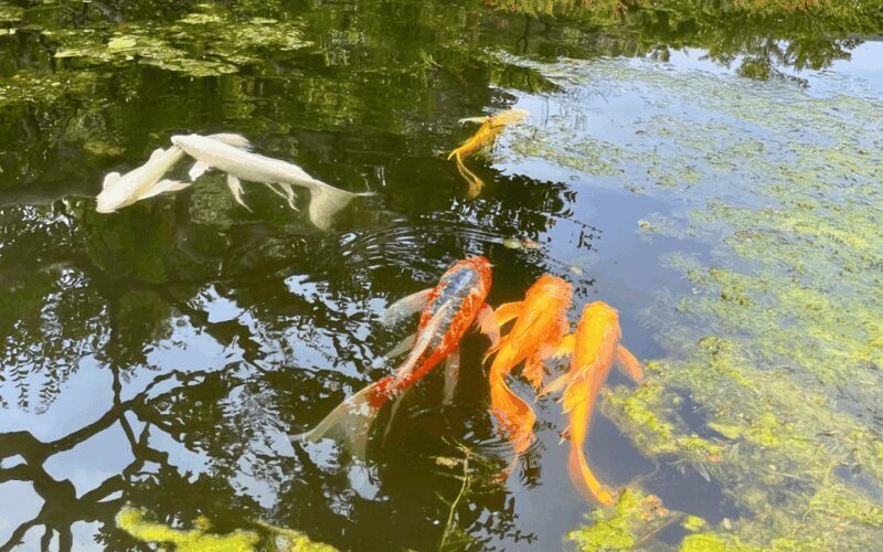 Tokyo: Imperial Palace Japanese History Walking Tour - An In-Depth Look at the Imperial Palace Walking Tour