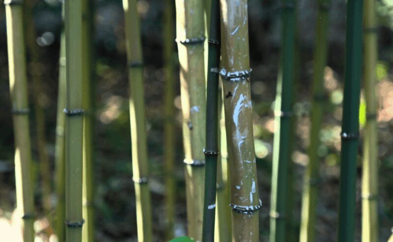 Tokyo: Imperial Palace Japanese History Walking Tour - Practical Tips for Visitors