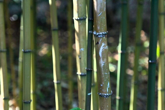 tokyo-imperial-palace-shogun-historical-walking-tour-2