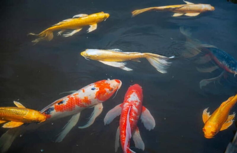 Tokyo: Imperial Palace & Tokyo Castle History Walking Tour - Key Points