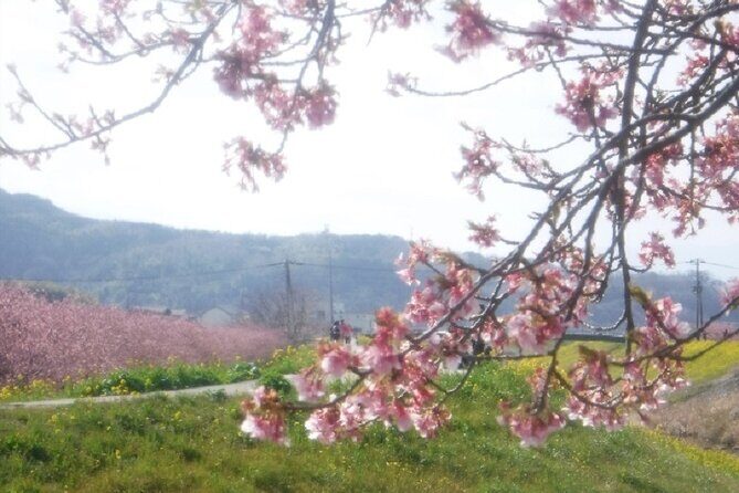 Tokyo: Izu Cherry Blossoms, Mishima Skywalk & Strawberry Picking - FAQ