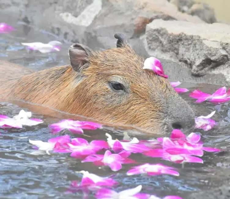 Tokyo: Izu Scenic Oceanview Train, Volcano, Coast Day Trip - Coastal Adventure on the Resort 21 & the Jogasaki Coast