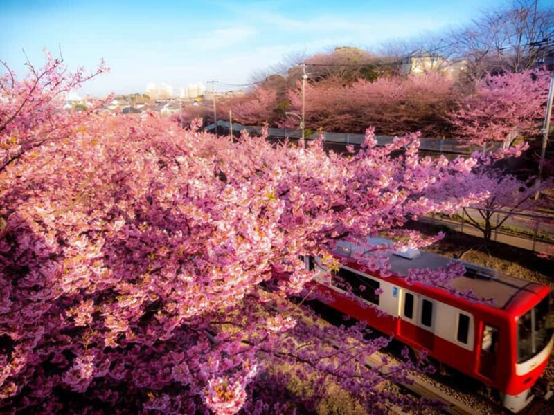 Tokyo: Izu Scenic Train, Kawazu Cherry Blossom & HotelPickup - FAQ