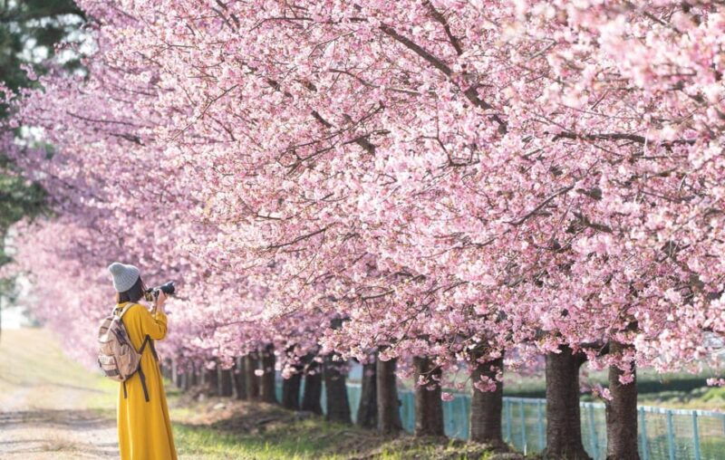 tokyo-izu-scenic-train-kawazu-cherry-blossom-hotelpickup