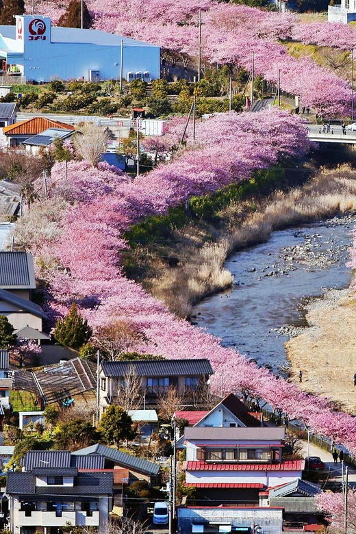 tokyo-izu-scenic-train-kawazu-cherry-blossom-hotelpickup
