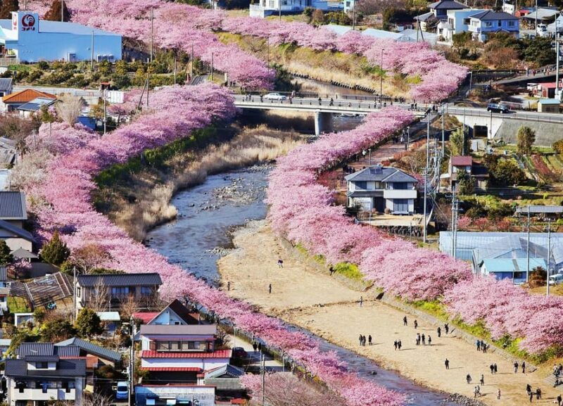 tokyo-izu-scenic-train-kawazu-cherry-blossom-hotelpickup