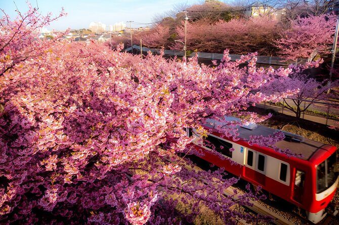 Tokyo-Izu: Volcano, Ocean& Capybara Cuddle with Izu Scenic Train - The Breakdown of the Experience