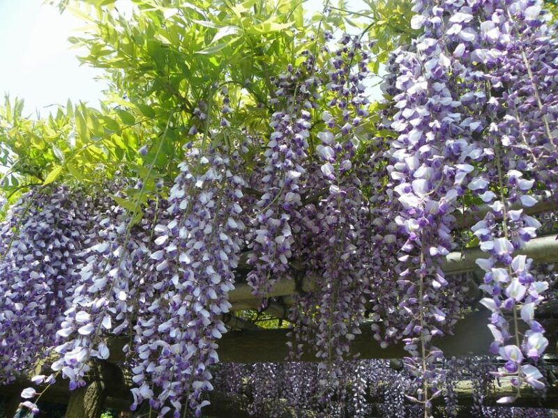 tokyo-japanese-garden-and-surroundings-guided-walking-tour