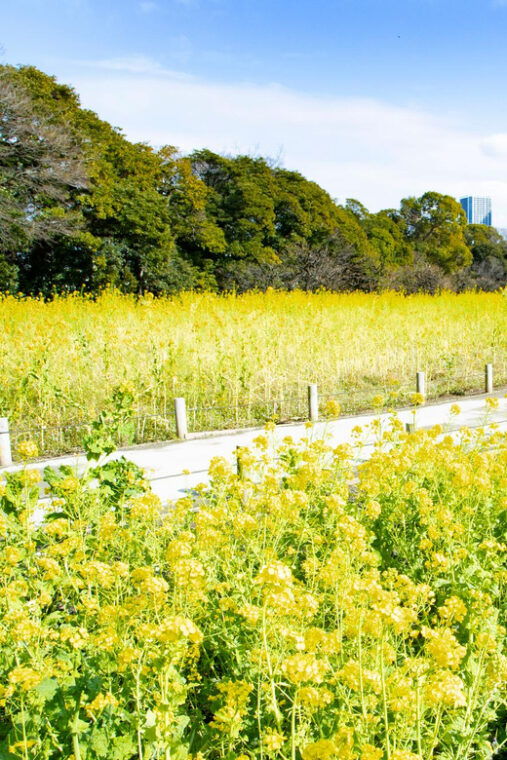 tokyo-japanese-garden-and-surroundings-guided-walking-tour