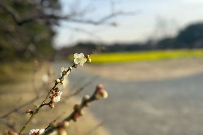 tokyo-japanese-garden-walking-tour-with-tea-and-sweets-2