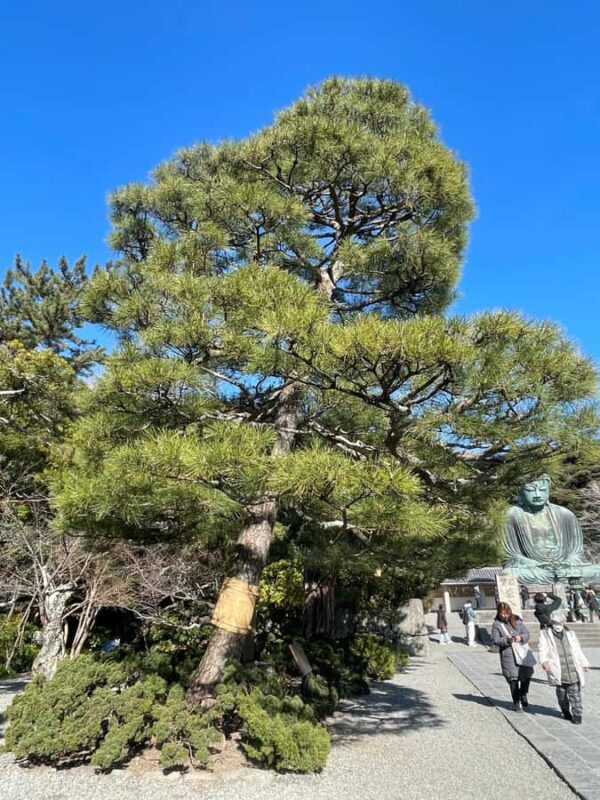 Tokyo: Kamakura Day Trip with Great Buddha & Temples - Final Thoughts: Who Would Love This Tour?
